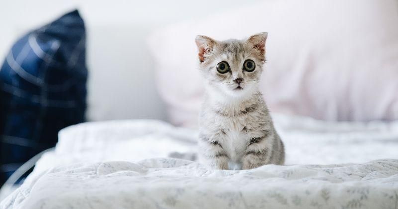 10 Rekomendasi Makanan Anak Kucing yang Bernutrisi